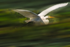 Great Egret in Flight BI10641