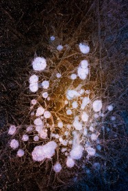 Lake Ice Bubbles IC10239