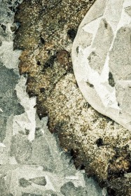 Leaf teeth in ice IC9522