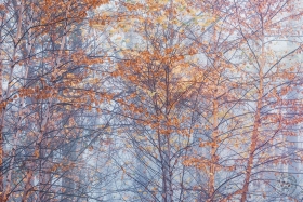River Birch in Autumn Fog FC10710 River Birch in Autumn Fog FC10710