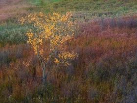 Autumn Textures FC10810 Autumn Textures FC10810
