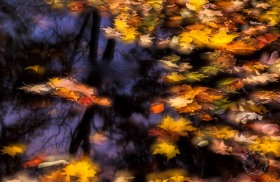 Fall leaves in pond FC6535 Fall leaves in pond FC6535