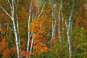 Northwoods Fall Color FC9509 Northwoods Fall Color FC9509