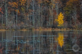 Haven Hill Lake Trees in Fall FC9791 Haven Hill Lake Trees in Fall FC9791