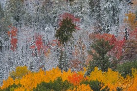 Fresh Snowfall & Fall Color in Michigan FC9960 Fresh Snowfall & Fall Color in Michigan FC9960