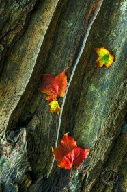 Leaves and trunk ridges LE9316 Leaves and trunk ridges LE9316