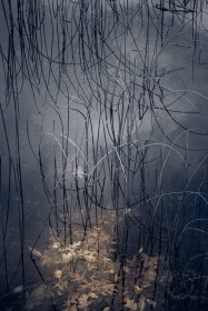 Light into Dark LE9795
