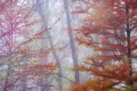 Autumn woodland in fog FC10709 Autumn woodland in fog FC10709