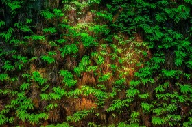 Fern Valley wall PL10134 Fern Valley wall PL10134