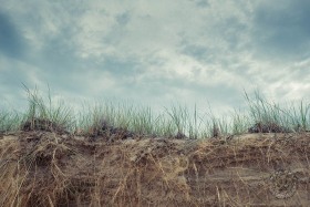 Beach Grass and Erosion on Lake Michigan SL10548 Beach Grass and Erosion on Lake Michigan SL10548
