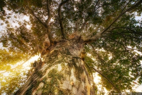 American Sycamore Tree TR10489 American Sycamore Tree TR10489