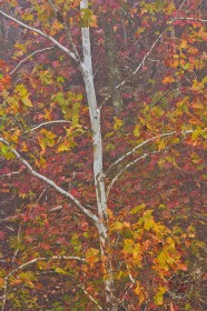 Tree Skeleton TR8039
