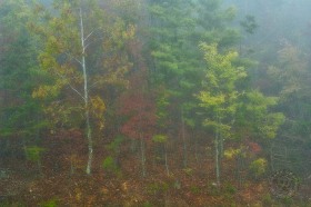 Smoky Mountain Forest in Fog TR8040