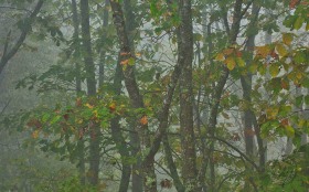Fall trees in morning fog TR8041