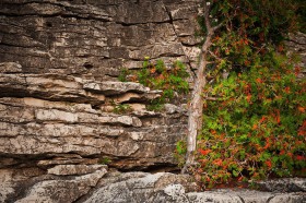 Northern White Cedar and rock face TR9507 Northern White Cedar and rock face TR9507