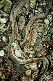 Roots and Rocks TR9519 Roots and Rocks TR9519