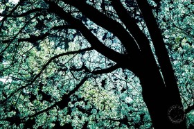 Backlit Flowering Tree TR9569 Backlit Flowering Tree TR9569