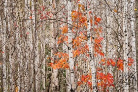 Aspens with color splash TR9970 Aspens with color splash TR9970