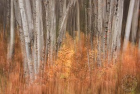 Ethereal Aspen and Fern TR9972 Ethereal Aspen and Fern TR9972
