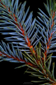 Blue Spruce Needles TR10734 Blue Spruce Needles TR10734