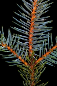 Blue Spruce Needles TR10735 Blue Spruce Needles TR10735