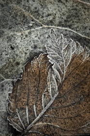 Frosty Leaf LE9142 Frosty Leaf LE9142