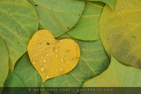 Heart-shaped leaves of Eastern Redbud tree (Cercis canadensis) LE10789 Heart-shaped leaves of Eastern Redbud tree (Cercis canadensis) LE10789
