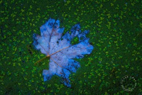 Maple in Duck weed LE10036 Maple in Duck weed LE10036