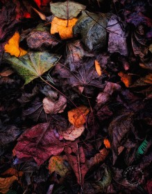 Crimson Maple Leaf Pile LE10040 Crimson Maple Leaf Pile LE10040