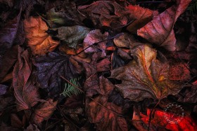 Crimson Maple Leaf Pile II LE10041 Crimson Maple Leaf Pile II LE10041