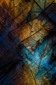 Stained Glass Leaves LE10042 Stained Glass Leaves LE10042