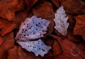 Swamp Oak and Sycamore Leaves LE10053 Swamp Oak and Sycamore Leaves LE10053