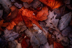 Fallen Forest Leaves LE10062 Fallen Forest Leaves LE10062