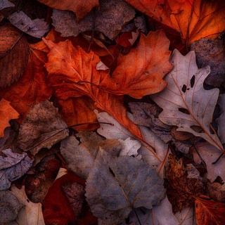 Fallen Forest Leaves LE10062 Fallen Forest Leaves LE10062