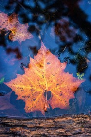 Fall Sycamore leaf in pond LE10094 Fall Sycamore leaf in pond LE10094