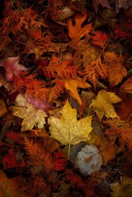 Fall Contemplations LE10099 Fall Contemplations LE10099