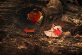 Autumn Maple leaves and log detail LE10187 Autumn Maple leaves and log detail LE10187