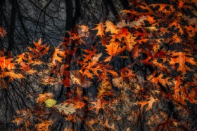 Leaf Inception LE10216 Leaf Inception LE10216
