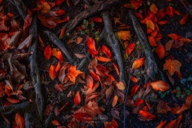 Roots and Fallen Leaves LE10445 Roots and Fallen Leaves LE10445