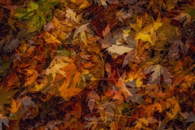 Dimensional Leaf Pile LE10450 Dimensional Leaf Pile LE10450