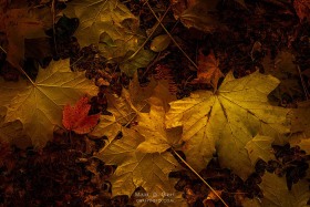 Leaf Litter LE10512 Leaf Litter LE10512