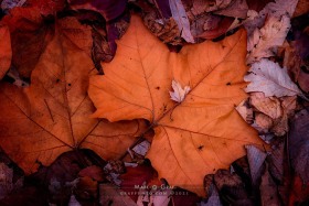 Sycamore and scattered leaves LE10592 Sycamore and scattered leaves LE10592