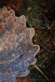 Frosty Leaf Edges LE10825 Frosty Leaf Edges LE10825