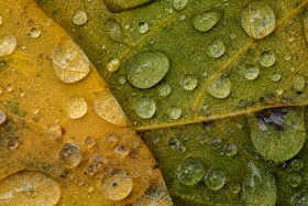 Raindrops on Redbuds LE10921 Raindrops on Redbuds LE10921