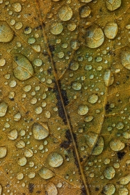 Raindrop patterns on Eastern Redbud leaf LE10923 Raindrop patterns on Eastern Redbud leaf LE10923