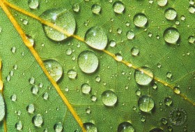 Rain Drops on Leaf LE2808 Rain Drops on Leaf LE2808