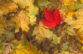 Silver and Red Maple Leaves LE6525 Silver and Red Maple Leaves LE6525