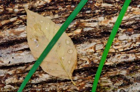 Leaf Bark Grass LE7707 Leaf Bark Grass LE7707