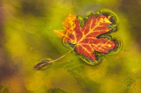 Maple leaf in golden pond LE8301 Maple leaf in golden pond LE8301