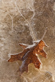 Northern Oak Leaf in ice LE8395 Northern Oak Leaf in ice LE8395